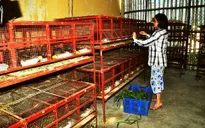 Hủy công nhận chồn nhung đen là vật nuôi mới