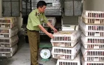 Bắt giữ hơn 30.000 con giống gia cầm nhập lậu