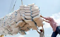 Bàn giải pháp nâng cao giá trị xuất khẩu gạo Việt Nam