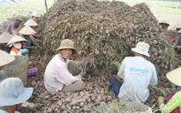 Trà Vinh: Trồng khoai lang tím Nhật lãi hơn 50 triệu đồng/ha