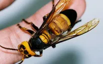 Trung Quốc: 41 người chết do bị ong đốt