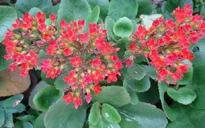 Bài thuốc cầm máu vết thương