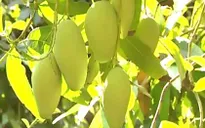 Hàn Quốc mở cửa cho xoài Việt Nam