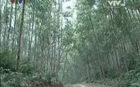 Nghệ An: Người dân miền núi “đói” đất sản xuất