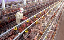Giá trứng gà nuôi công nghiệp rẻ nhờ quy trình khép kín