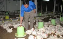 Không lo thiếu thực phẩm dịp Tết