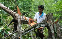 Ngang nhiên “xẻ thịt” rừng ở khu Ramsar Mũi Cà Mau
