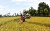 Bộ NN-PTNT và VFA liên kết sản xuất và tiêu thụ lúa gạo