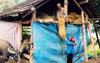 Các tỉnh miền núi phía Bắc tăng cường công tác chống rét cho vật nuôi