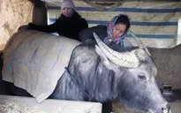 Tích cực phòng chống rét đậm, rét hại cho gia súc, gia cầm