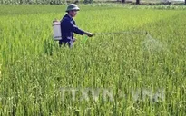 Cần Thơ: Hơn 9.500ha lúa Đông Xuân bị sâu bệnh