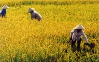 Cắt giảm 130.000ha đất trồng lúa trong năm 2014