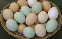 Các sản phẩm trứng, thịt gia cầm có dấu hiệu vượt cầu