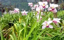 Hoa xứ lạnh vùng cao Kon Plông sẵn sàng phục vụ Tết
