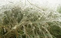Sương muối lại gây thiệt hại nặng cho Sơn La