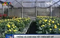Người Việt trồng và chơi hoa Tết trên đất Mỹ