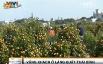 Vắng khách ngày giáp Tết ở làng quất Thái Bình