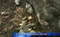 TP Cần Thơ: Người chăn nuôi vứt xác gia cầm chết và giấu dịch