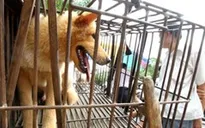 Thanh Hóa: Thêm ca tử vong vì chó dại cắn