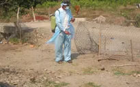 Trà Vinh phát hiện ổ dịch cúm gia cầm đầu tiên
