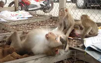 Giải cứu 6 cá thể khỉ thuộc nhóm nguy cấp quý hiếm