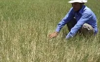 Phú Yên: Có ít nhất 3.500ha cây trồng thiếu nước tưới