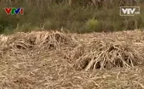 Khánh Hòa: Nông dân lao đao trước mùa "mía đắng"