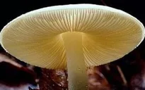 Thêm 5 trường hợp ngộ độc nấm rừng