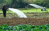 ĐBSCL: Sẽ chuyển đổi 112.000ha lúa sang trồng cây rau màu khác