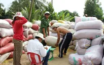 ĐBSCL: Thị trường lúa gạo chuyển biến tích cực sau chủ trương thu mua tạm trữ