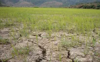 Đăk Lăk: Hạn hán kéo dài, ngành Nông nghiệp lao đao
