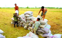 Chậm triển khai thu mua tạm trữ lúa gạo, nông dân gặp khó