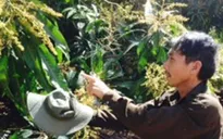 Khánh Hòa: Sâu bệnh gây thiệt hại nặng hàng nghìn ha xoài