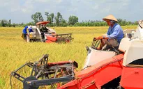 Doanh nghiệp "bẻ kèo" - thách thức của cánh đồng lớn