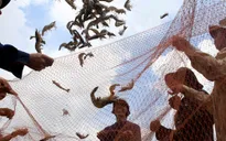 Nhiều hộ dân Cà Mau trúng đậm mùa tôm sú trái vụ