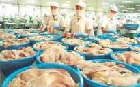 Phát triển sản phẩm cá da trơn Việt Nam chất lượng cao