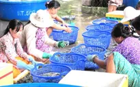 ĐBSCL: Giá tôm nguyên liệu giảm nhanh