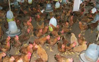 Dập tắt dịch cúm gia cầm H5N1 trên cả nước