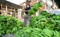 Bất thường việc thu gom chuối ồ ạt xuất sang Trung Quốc