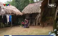 “Phu vàng đi dễ khó về…” - Chuyện kể từ những phu vàng bỏ trốn