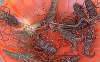 Phú Yên: Mất 30 tỉ đồng trong 10 ngày vì tôm hùm chết hàng loạt
