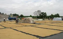 Nông dân miền Trung được mùa lúa vụ Đông Xuân