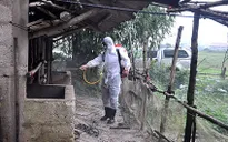 Dịch lở mồm long móng xuất hiện ở Yên Bái