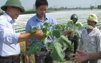 Xây dựng "bệnh viện cho cây trồng"