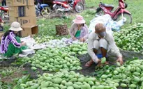 Nông dân ĐBSCL khốn đốn vì xoài rớt giá