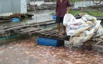 Giá cá điêu hồng tại Tiền Giang bất ngờ tăng trở lại