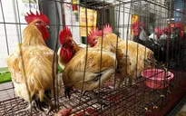 Bệnh nhân đầu tiên trên thế giới tử vong do cúm gia cầm H5N6