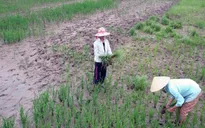 Gần 20.000ha đất sản xuất lúa tại Cà Mau bị nhiễm mặn