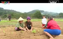 Nghị quyết 30a chính phủ góp phần làm khởi sắc huyện vùng cao Tương Dương