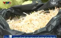 Tràn lan thuốc kích thích giá đỗ không rõ nguồn gốc trên thị trường
